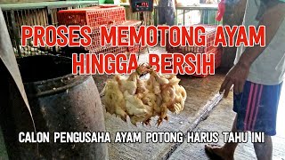 Usaha Ayam Potong | Proses Memotong Ayam Hingga Bersih