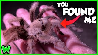 Catching Tarantulas By Doing WHAT? Searching for Desert Creatures After Dark