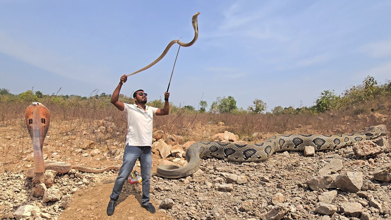 #Indian #spectacled venomous snakes release contact.7396969617