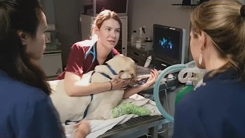 Inside ARH - Part 1 - How I Got Into Vet Nursing -...