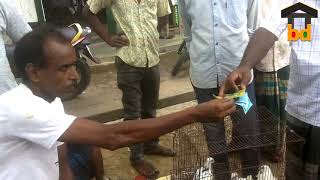 ►How To Sell Pigeon at Local Market II Selling Rate Fix After Bundle of Talking II Birds of BD