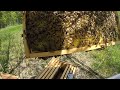 First Honeybee Hive Inspection