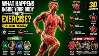 What Happens Inside Your Body When You Exercise? 💪 (3D Animation)