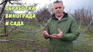 Чем обработать виноград и сад.