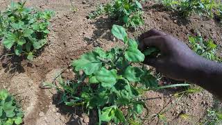 Download Lagu 8. Removing buds at 30 days old MP3 Download Lagu 8. Removing buds at 30 days old MP3