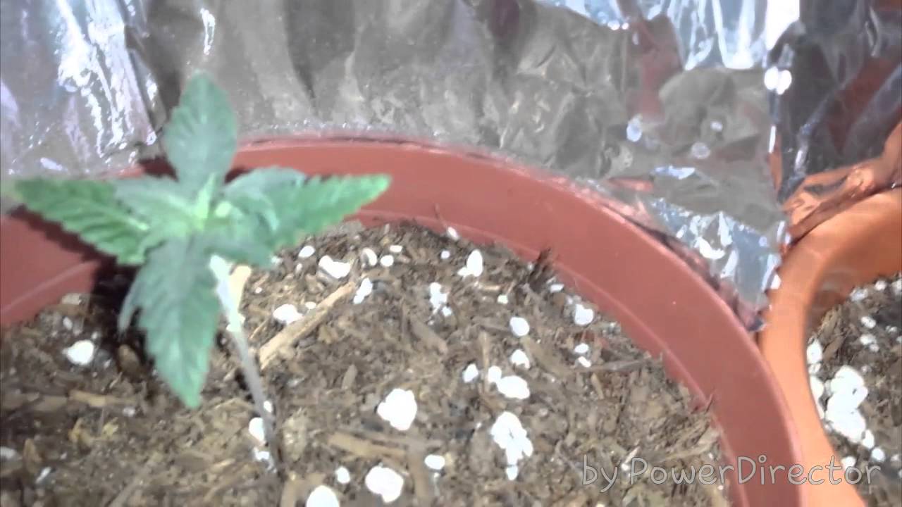 Free the bean ( Days 17-21 ) 3 kings kush