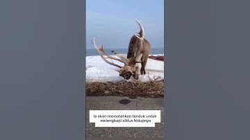 INI DIA PENJELASAN MENGENAI RUSA YANG SUKA MEMATAHKAN TANDUKNYA KOK BISA😱 #rusa #trending #shorts