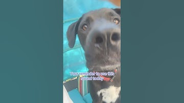 Happy 4th of July! #music #relatable #lipsyncs #funny #shorts #subscribe