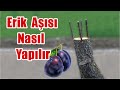 Erik Aşısı Nasıl Yapılır , Eriğe Kabuk Altı Aşı Yapımı , Erik Aşısı