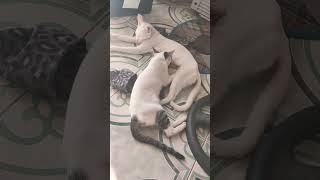 Download Lagu tanda tanda na e nagdedede pa #babyanimal #catsofph #kitten #cat MP3