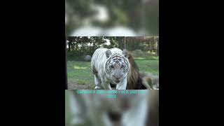 Cameron & Zabu~Series 1 Of 3, Part 1 Of 7