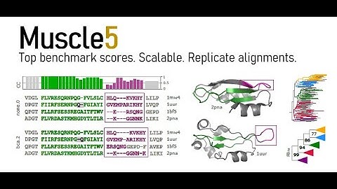 Multiple alignment ensembles in Muscle v5