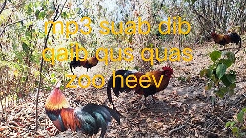 mp3 suab dib qaib qus tuaj zoo nkauj tshaj