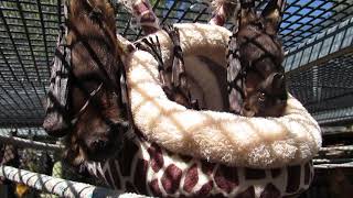 Three Baby Reds In A Giraffe Bed