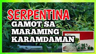 Tamang Paggamit Ng Serpentina