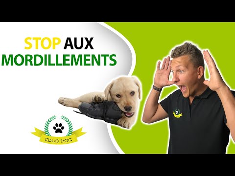 [TUTO] MON CHIEN MORDILLE COMMENT FAIRE ?