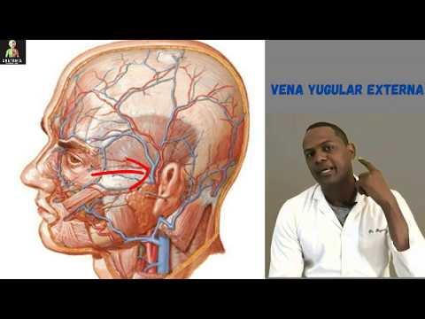 Video: ¿Hay arterias yugulares?