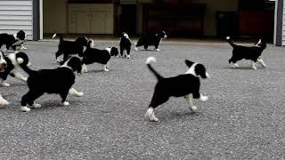 Greater Swiss Mountain Dog Mix Puppies For Sale