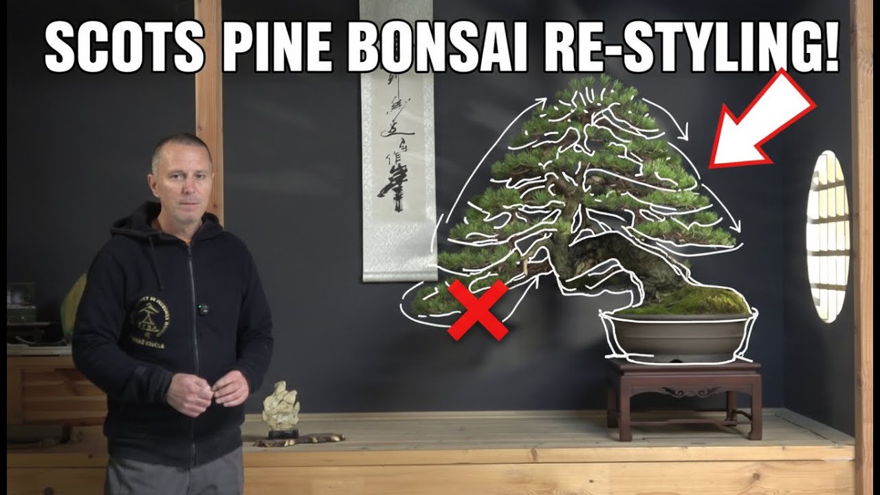 Scots pine bonsai re-styling, removing the Big Lower Branch