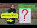 SÜT KOYUNU BAKARAK AYDA NE KADAR KAZANABİLİRSİNİZ (Küçükbaş Hayvancılık Lacaune)