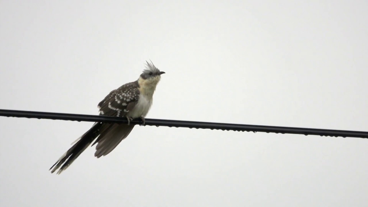 Great Spotted Cuckoo, Häherkuckuck, Clamator glandarius, Castro Verde