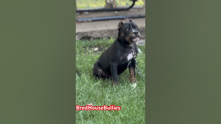 American Bully Tupac Needs a Friend the best bullies in the world #bully #bulliesofyoutube
