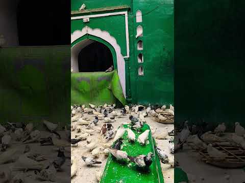 #love #sabirpak #vlog