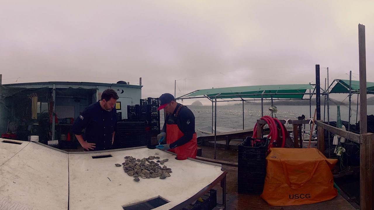 Morro Bay Oyster Co Shuck on Deck 01 YouTube