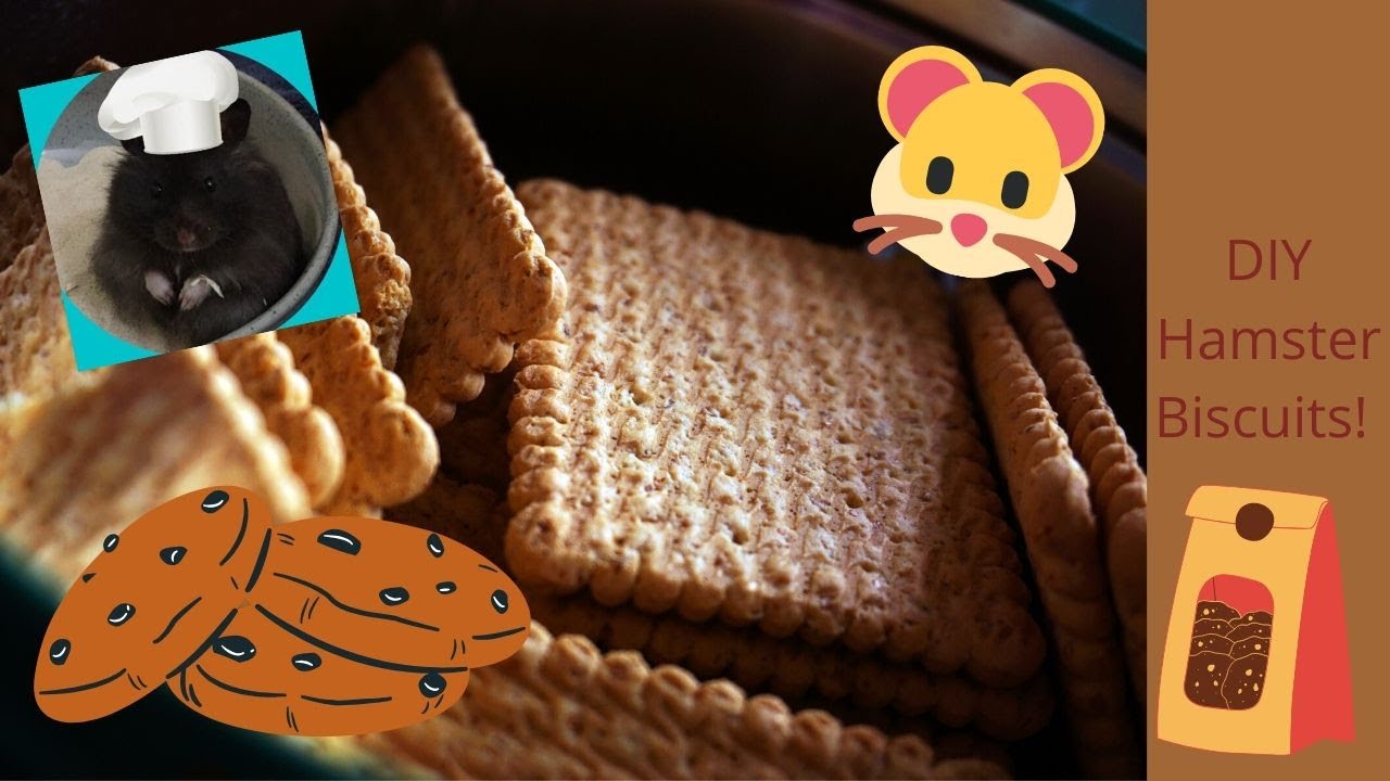 DIY hamster biscuits! 🐹🍪 YouTube