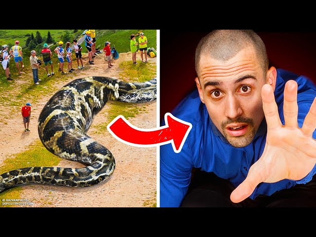 Se Il Serpente Più Grande Del Mondo Ti Mangiasse Intero Rimarresti Al Suo Interno Per 1 Mese - YouTube
