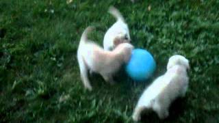 VID_20110722_203008.3gp