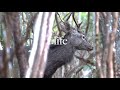【里山狩猟生活#14】 野生のオス鹿