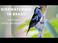 BIRDWATCHING IN BRAZIL - MARAÚ AND ITACARÉ