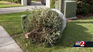 Recycling your trees in Central Florida