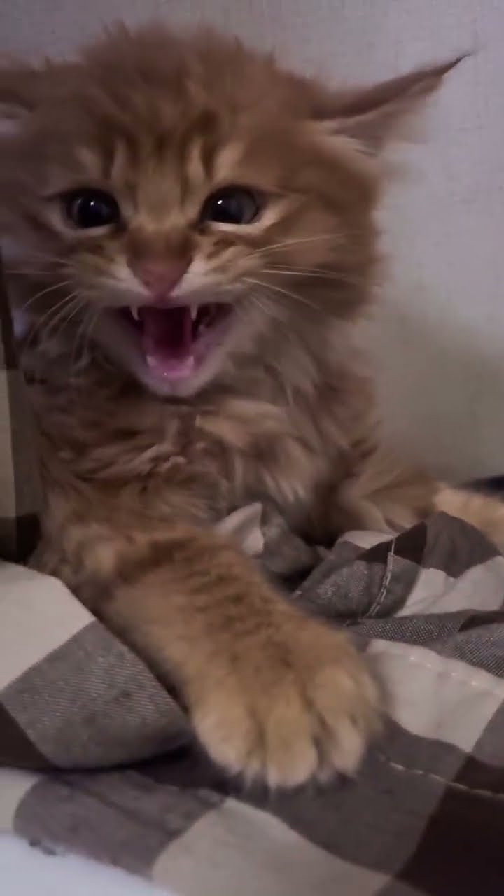 Très mignon petite chaton d'amour #cat #chatonmignon #cute