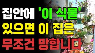집안에 절대 두면 안되는 식물들. 이 식물이 집에 있으면 재물복이 꽉 막힙니다. #풍수 #식물풍수 #풍수지리