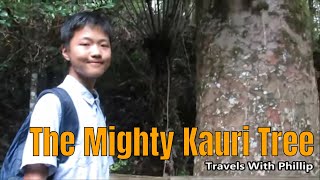 The Mighty Kauri Tree, Auckland, New Zealand
