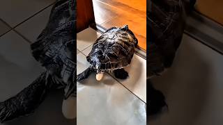 Owner saved a little life 🥹😍 #shorts