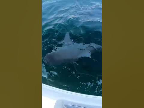 Massive Bull shark while fishing oil rigs out of Mississippi. - YouTube