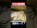 ウナギの泥抜きの真実！実は匂い取りじゃないって知ってた？