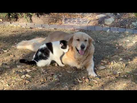 Cat Gives Golden Retriever a Paws Massage