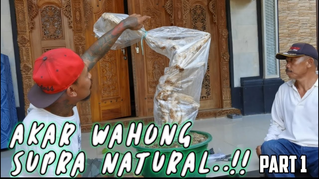 Tutorial tanam  terbalik Akar wahong dan sisip sancang extreme..!!!