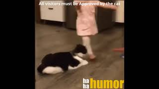 Get The Top 50 funny gif pictures for your daily Stuff
