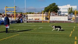 F.C.I. Obedience competition - Ex. Scent discrimination 🐽