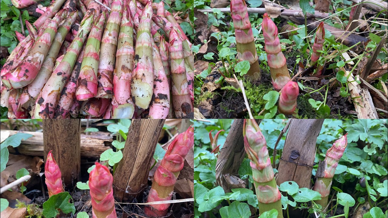 เก็บยอดผักบุ้งฝรั่งมาวันนี้อวบสวย # หักมันส์ # เสียงหักกรอบมาก # Japanese knotweed.10/4/2024.