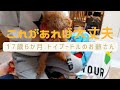 【犬の靴下】17歳6か月トイプードルのお爺さん　 くつしたの巻　Dog socks