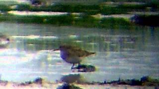 Stribet Ryle, Isbakkevej, Østerkær, Gjøl, 145-2011 Part3