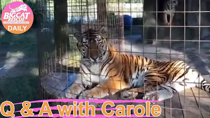 Q & A with Carole