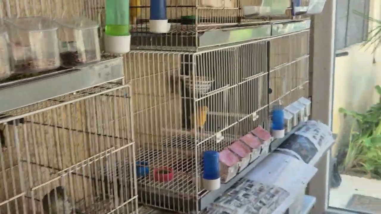 Vidéo n °20 2025 élevage amateur canaris rouges et satinés jaunes et blancs Chris Montpellier