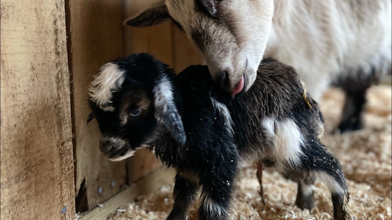 Our FIRST GOAT baby is here!!!! - YouTube